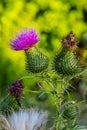 Vertical closeup on a colorful purple spear-thistle flower, Cirsium vulgare