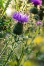 Vertical closeup on a colorful purple spear-thistle flower, Cirsium vulgare