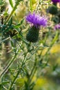 Vertical closeup on a colorful purple spear-thistle flower, Cirsium vulgare