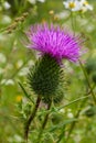 Vertical closeup on a colorful purple spear-thistle flower, Cirsium vulgare