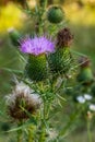 Vertical closeup on a colorful purple spear-thistle flower, Cirsium vulgare Royalty Free Stock Photo