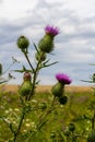 Vertical closeup on a colorful purple spear-thistle flower, Cirsium vulgare Royalty Free Stock Photo