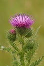 Vertical closeup on a colorful purple spear-thistle flower, Cirsium vulgare Royalty Free Stock Photo