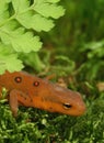 Closeup on a colorful red eft stage juvenile Red-spotted newt Notophthalmus viridescens Royalty Free Stock Photo