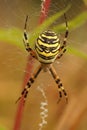 Vertical closeup on a colorful yellow striped Wasp mimicking spider, Argiope bruennichi in it's web