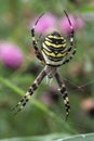 Vertical closeup on a colorful yellow striped Wasp mimicking spider, Argiope bruennichi in it's web