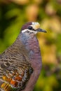 Vertical closeup of a common bronzewing, Phaps chalcoptera bird side profile