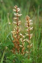 Vertical closeup on the common broomrape parsite plant, Orobanche minor in a meadow