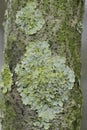 Vertical closeup on a common orange lichen , Xanthoria parietina on a branch Royalty Free Stock Photo