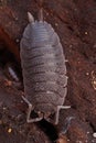 Vertical closeup on a common rough-skinned woodlouse, Porcellio scaber sitting on some rotten wood in the forest floor Royalty Free Stock Photo