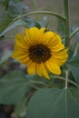 Vertical closeup of a common sunflower, Helianthus annuus in a field Royalty Free Stock Photo