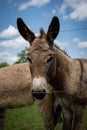 Vertical closeup of a Cotentin Donkey against the blue sky Royalty Free Stock Photo