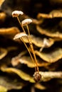 Vertical closeup of a couple of thin Pinwheel mushrooms, Marasmius rotula growing on a twig, Texas