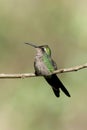 Vertical closeup of a Cuban Emerald perching on a wooden stick