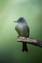 Vertical closeup of a Cuban Pewee perching on a wooden stick