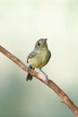 Vertical closeup of a Cuban Vireo perching on a wooden stick