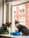 Vertical closeup of a cute cat on the windowsill with bowls and a vase of roses. Royalty Free Stock Photo