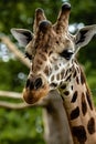 Vertical closeup of a cute giraffe on the background of trees Royalty Free Stock Photo
