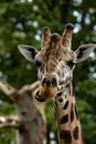 Vertical closeup of a cute giraffe chewing on the background of trees Royalty Free Stock Photo
