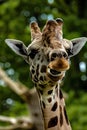 Vertical closeup of a cute giraffe chewing on the background of trees Royalty Free Stock Photo
