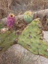 Vertical closeup of damaged Opuntia stricta, erect prickly pear.