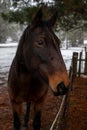 Vertical closeup of a dark brown horse standing in a paddock. Royalty Free Stock Photo