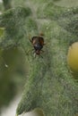 Vertical closeup on a dark form of the red mirid bug, Deraeocoris ruber sitting on a green leaf Royalty Free Stock Photo