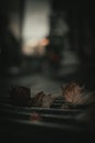 Vertical closeup of dead leaves on a blurred background Royalty Free Stock Photo