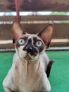 Vertical closeup of Devon Rex hairless cat staring at the camera