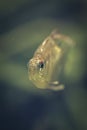 Vertical closeup of a diamond tetra (Moenkhausia pittieri) swimming in tranquil water