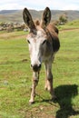 Vertical closeup of a donkey in a field surrounded by greenery under the sunlight