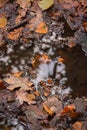 Vertical closeup of dried oak leaves fallen in a puddle in a forest
