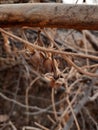 Vertical closeup of dried plants in a garden captured during the daytim