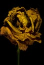 Vertical closeup of a dried yellow rose under the lights isolated on a black background Royalty Free Stock Photo