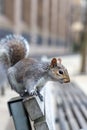 Vertical closeup of an Eastern grey squirrel, Sciurus carolinensis on a bench Royalty Free Stock Photo