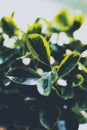 Vertical closeup of Euonymus japonicus growing in sunlight