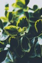 Vertical closeup of Euonymus japonicus growing in sunlight