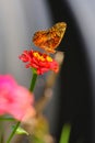 Vertical closeup of an euptoieta claudia butterfly on a pretty flower