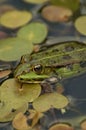 Vertical closeup on a European green frog, Pelophylax species, sitting in a pond Royalty Free Stock Photo