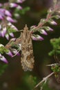 Vertical closeup on a European Rush veneer micro moth, Nomophila noctuella, Crambidae sitting in vegetation Royalty Free Stock Photo
