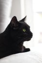 Vertical Closeup Of Face Of A Black Cat Against White Blurred Background