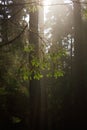 Vertical closeup of falling trees in the forest flooded with sun rays, grass around Royalty Free Stock Photo