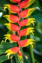 Vertical closeup of a false bird of paradise flower under the sunlight at daytime Royalty Free Stock Photo