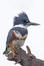 Vertical closeup of a female belted kingfisher, Megaceryle alcyon. Royalty Free Stock Photo
