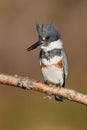 Vertical closeup of a female belted kingfisher, Megaceryle alcyon. Royalty Free Stock Photo