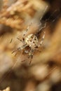 Vertical closeup of a female cross spider on its web Royalty Free Stock Photo