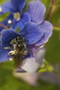 Vertical closeup on a female of the extremally rare Viridescent miner Royalty Free Stock Photo