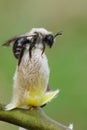 Vertical closeup on a female Gray-backed mining bee, Andrena vaga, sitting on top of a Goat Willow catkin Royalty Free Stock Photo