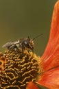 Vertical closeup on a female Patchwork leafcutter bee, Megachile centuncularis, sitting on an orange Helenium flower