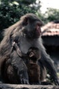 Vertical closeup of a female rhesus macaque with the infant. Macaca mulatta.